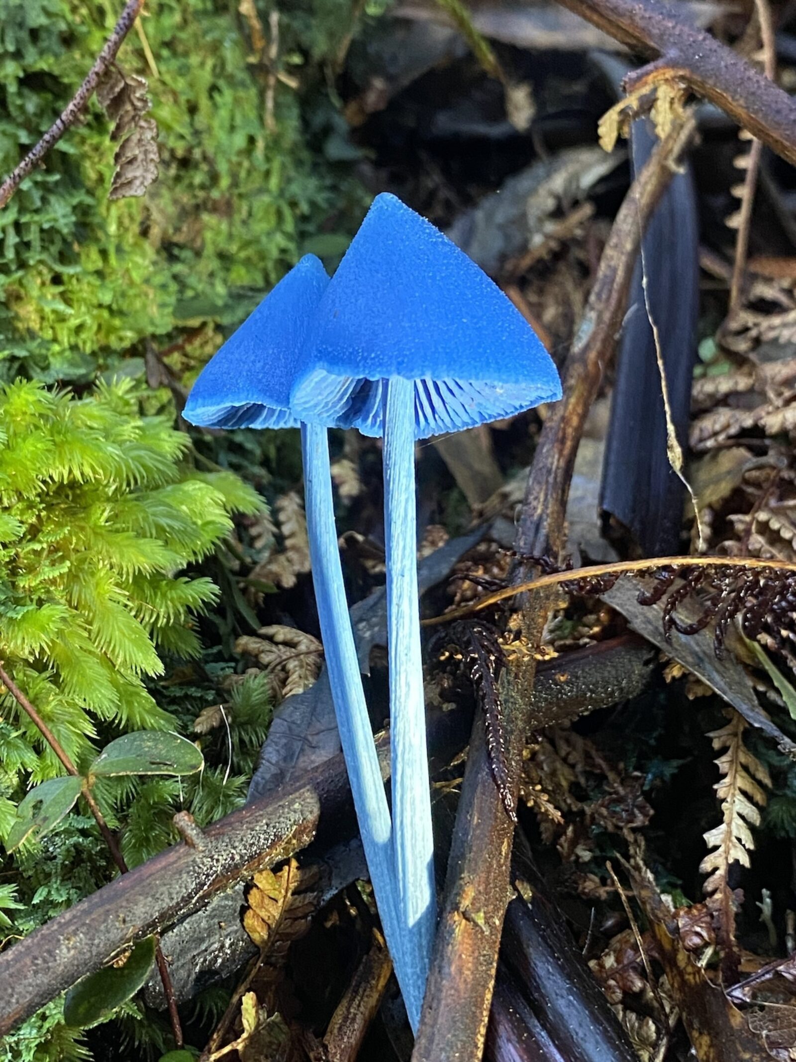 Werewere kokako 1