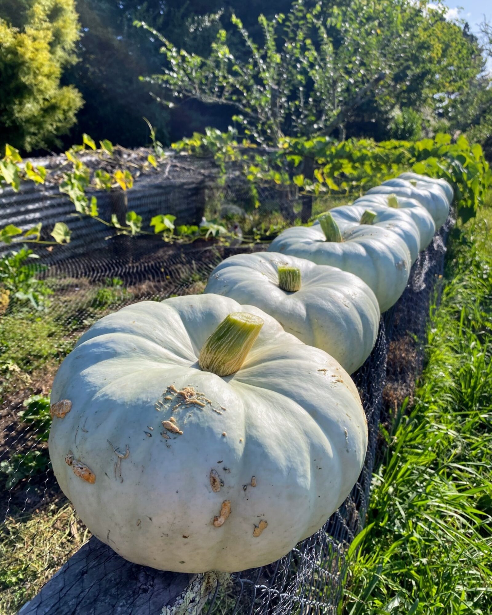 Whatapaka pumpkin