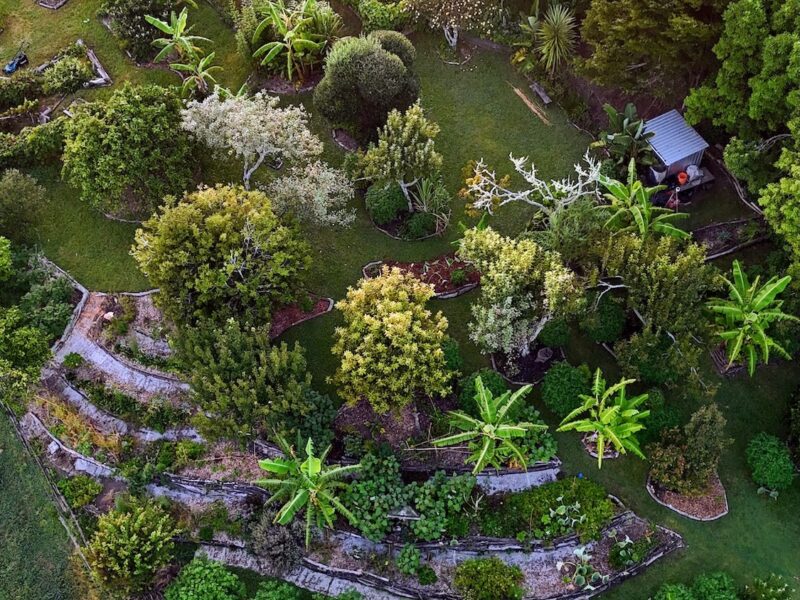Burgeoning food forest
